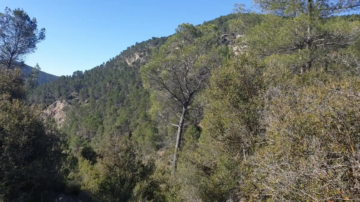 Terrain résidentiel à vendre à Requena, imagen 4