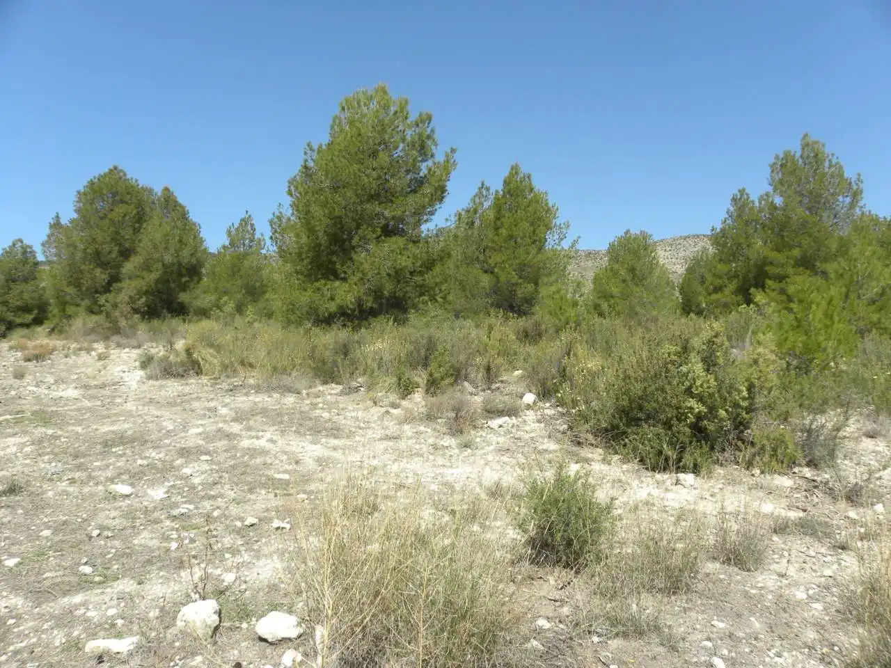 Terreno rustico in vendita a Carretera Llano de Béjar, imagen 7