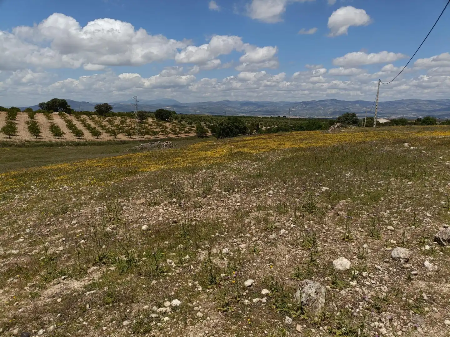 Finca rústica en venta en Salar
