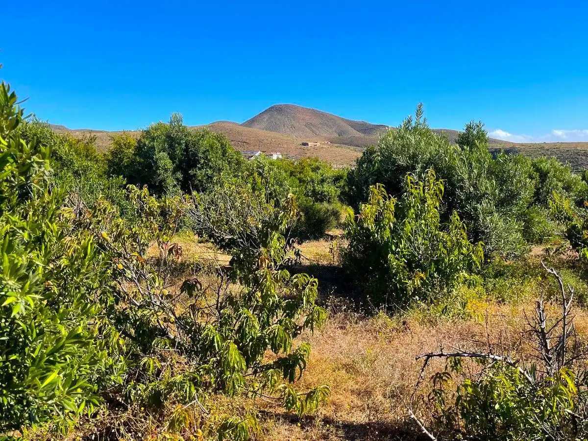 Land for sale in Ingenio