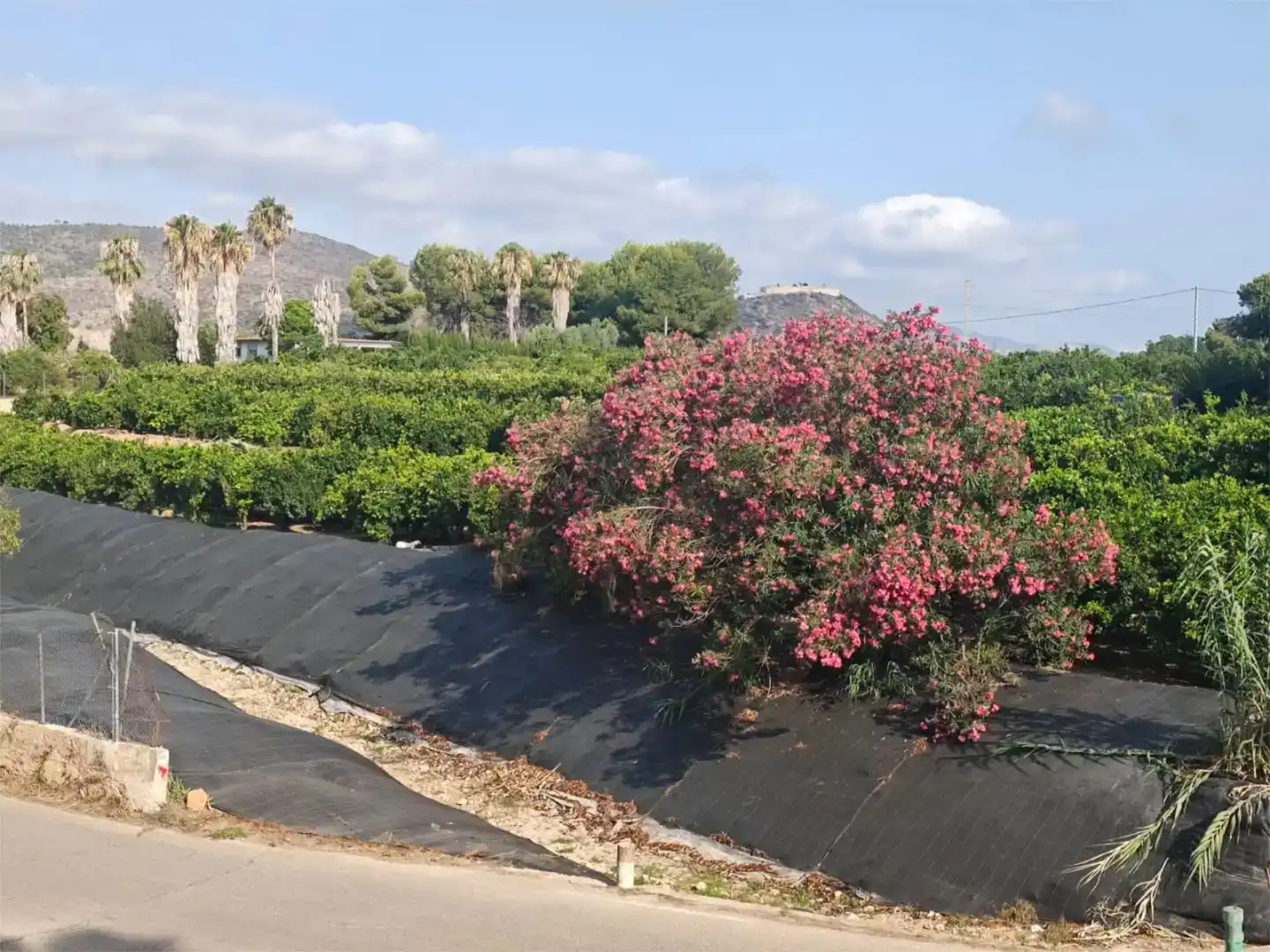 Vista exterior de Piso en venta en Gandia con Jardín privado y Amueblado