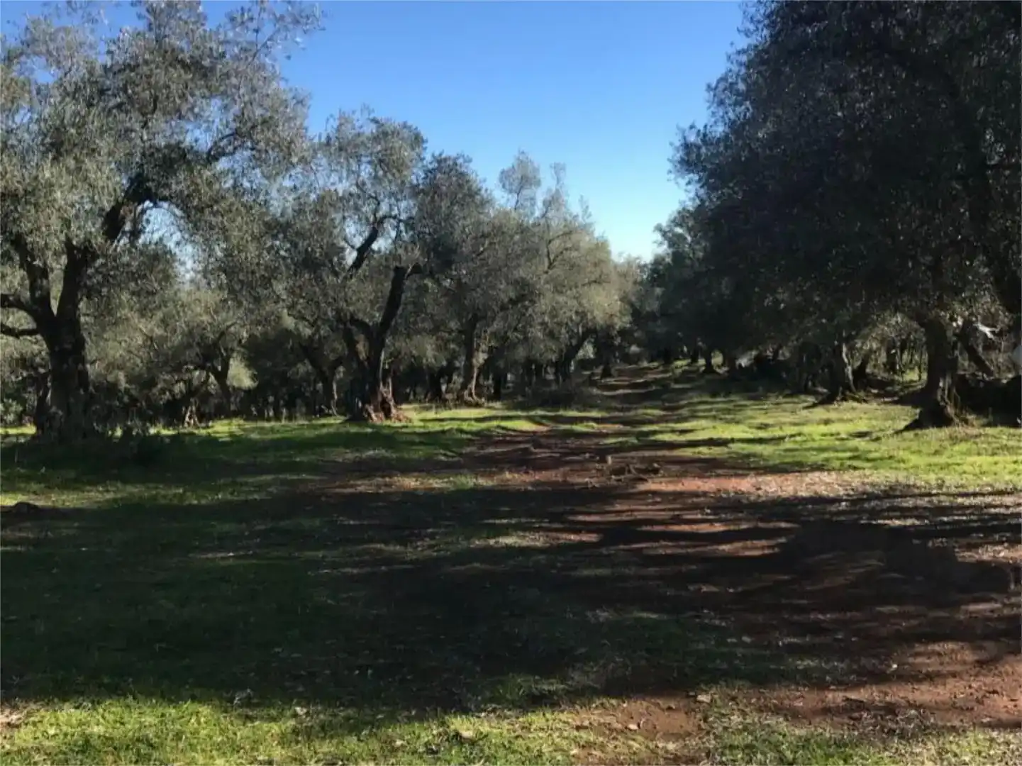 Terreno en venta en Calera de León