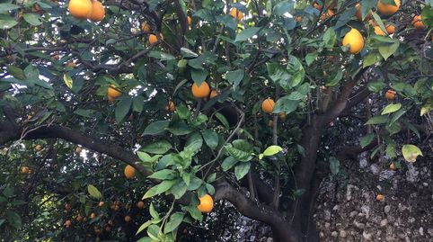 Foto 2 von Grundstücke zum Verkauf in Beniflá, Valencia