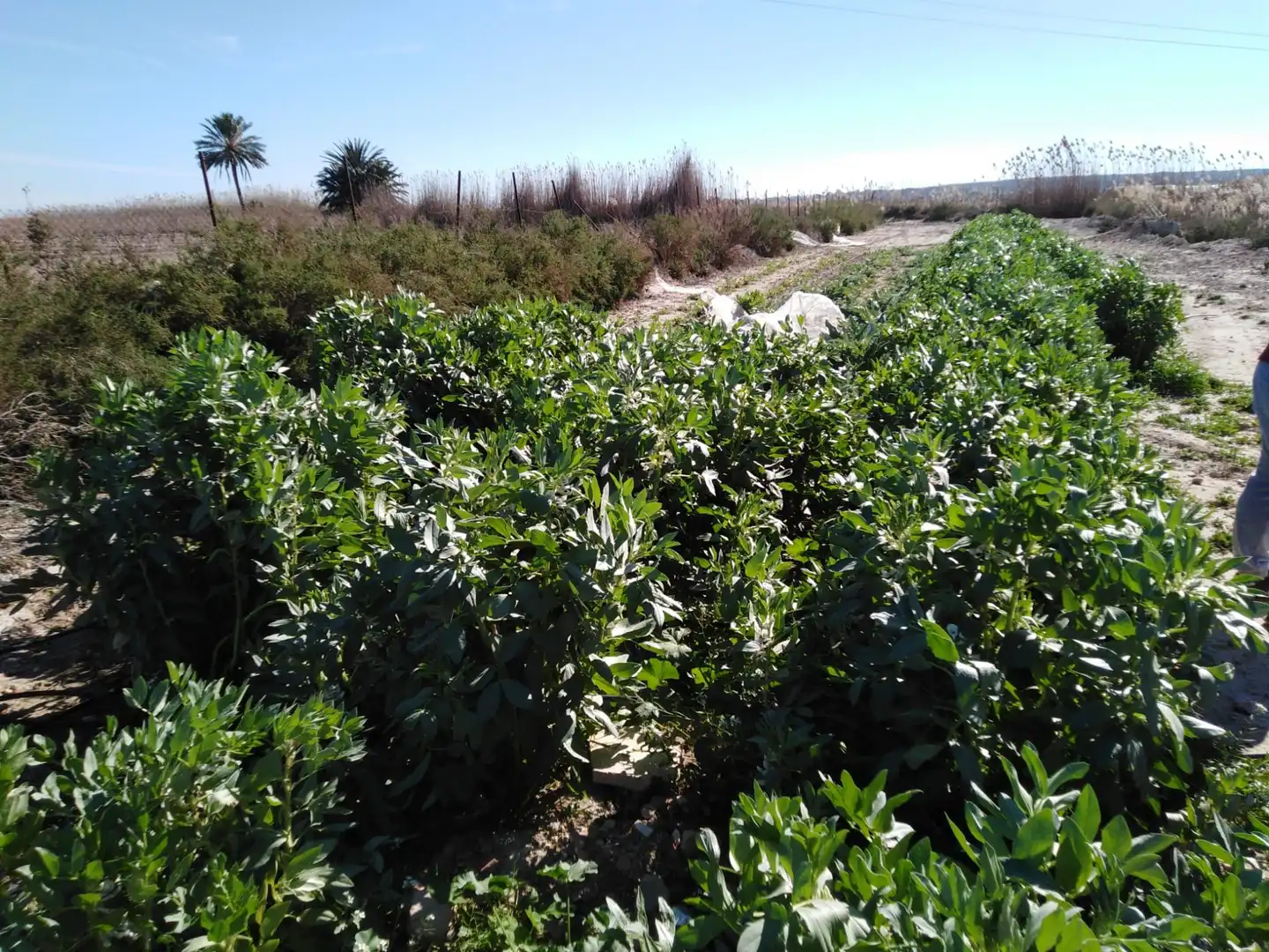 TERRENO EN LA HOYA, imatge 2