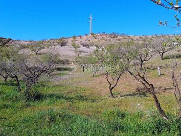 Terreny rústic en venda a Gójar
