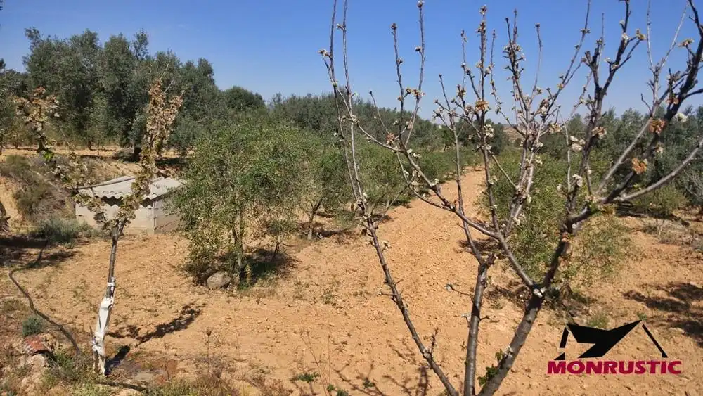 Terrain rustique à vendre à Riba-roja d'Ebre, imagen 15