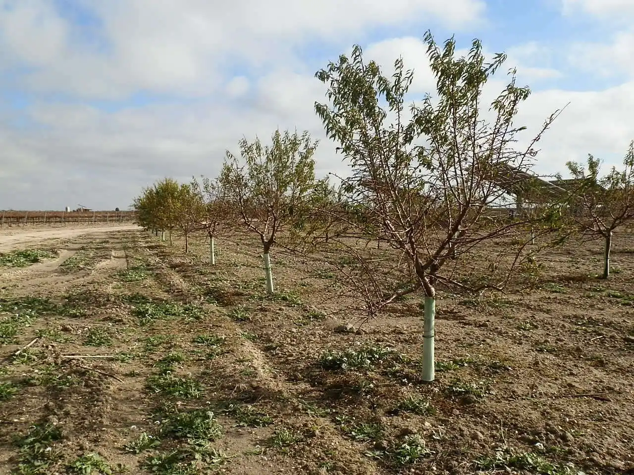 Rustikales Grundstück zum Verkauf in Pedro Muñoz, imagen 6