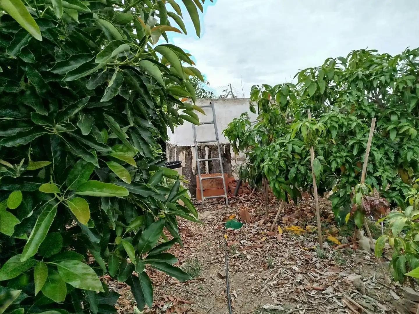 Terrain rustique à vendre à Vélez-Málaga ciudad, imagen 8
