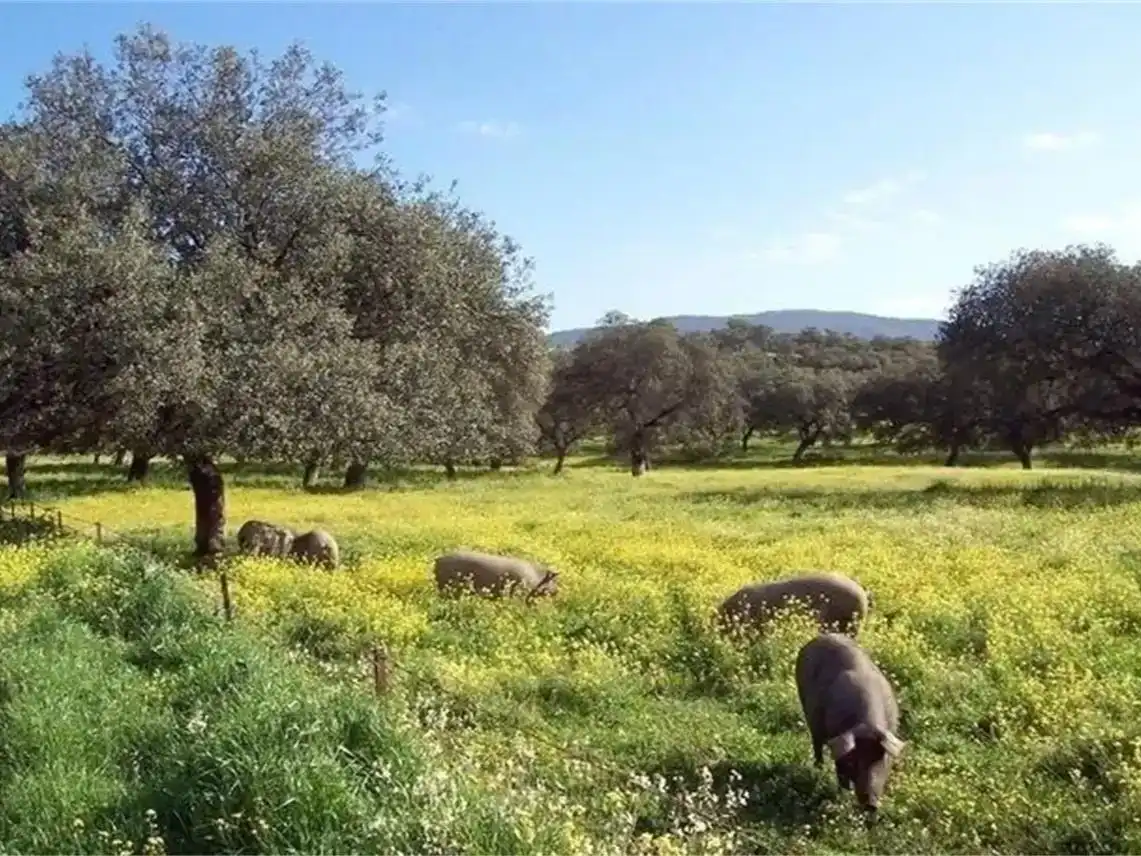 Vista exterior de Pis en venda en El Real de la Jara amb Aire condicionat, Jardí privat i Parquet