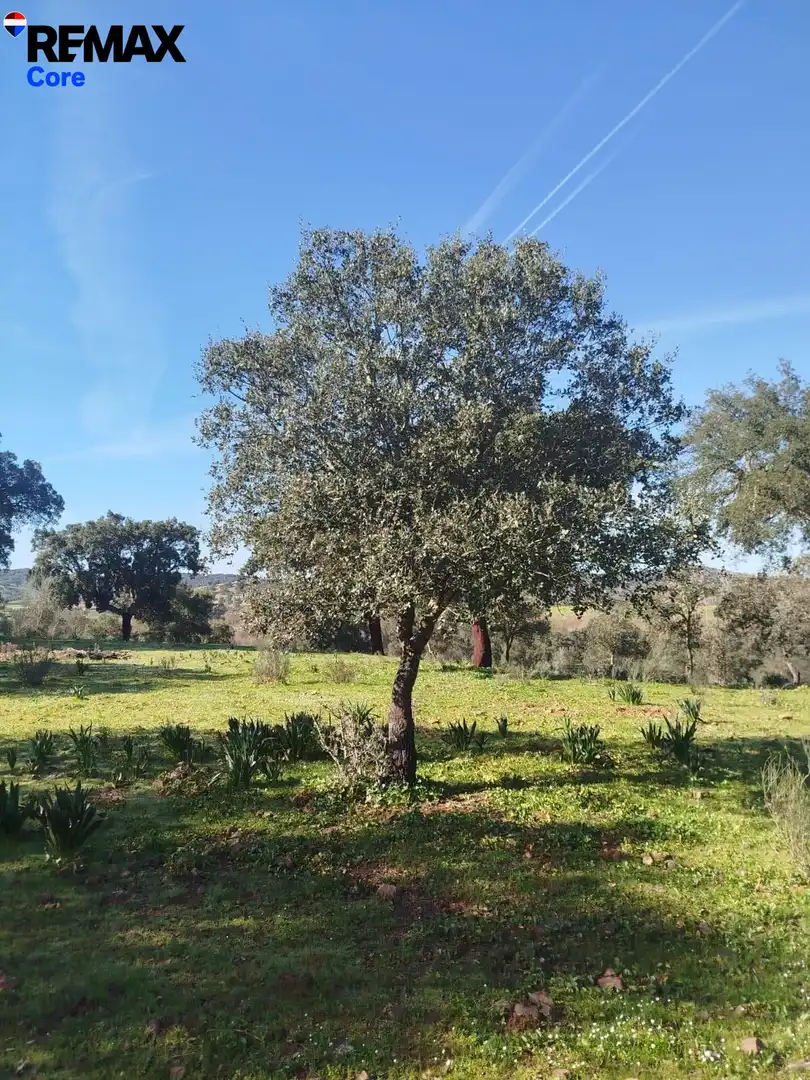 Lands and plots for sale in La Codosera, imagen 5