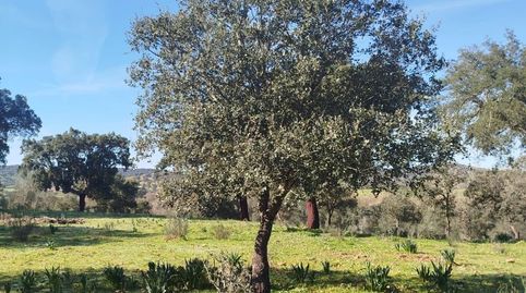 Excelente Finca Mixta Lista para Explotación Inmediata en Alburquerque!, immagine 5
