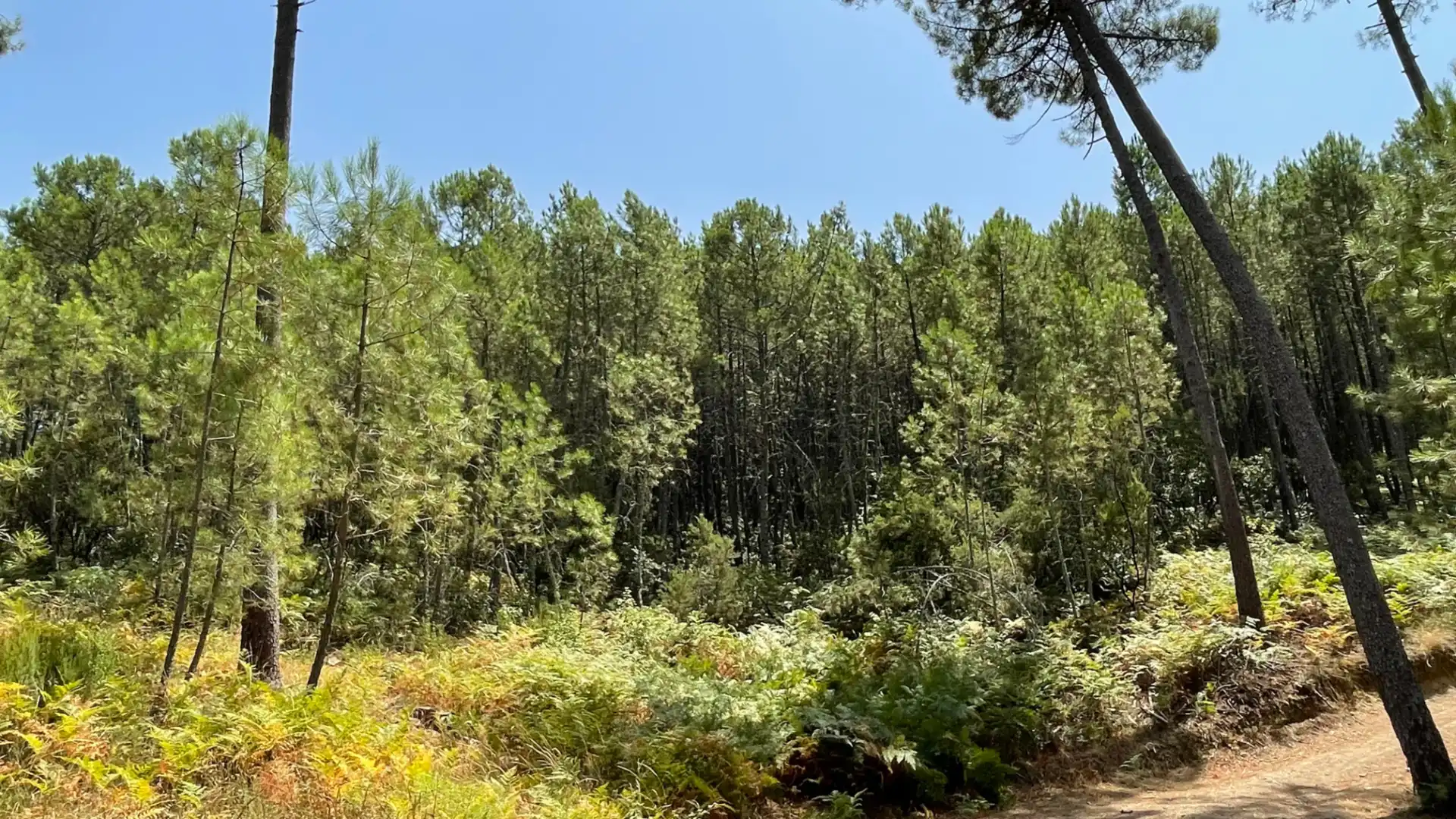 Land for sale in Arenas de San Pedro