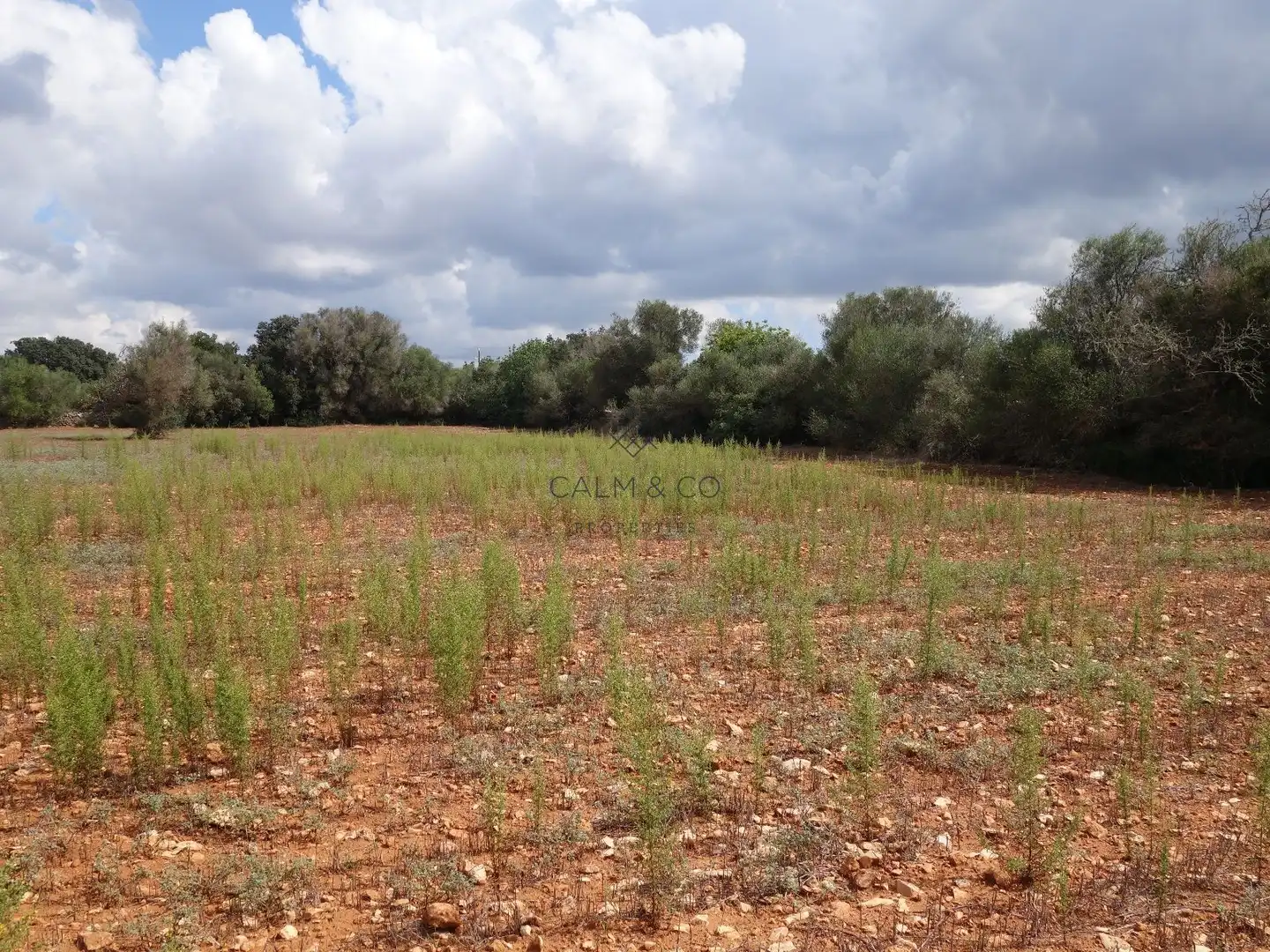 Residential land for sale in Felanitx Poble, imagen 3