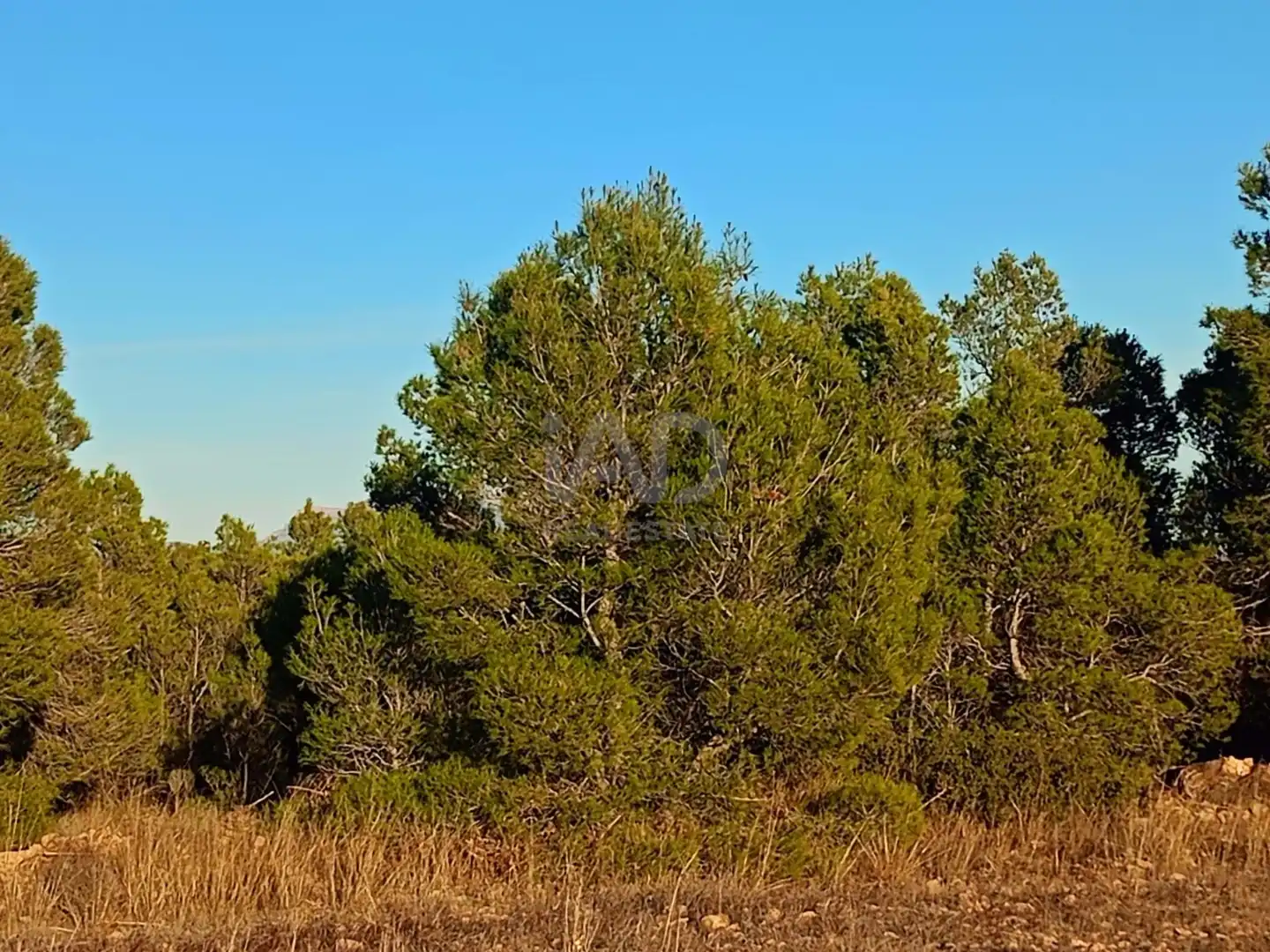 Terreno en venta en Lorca
