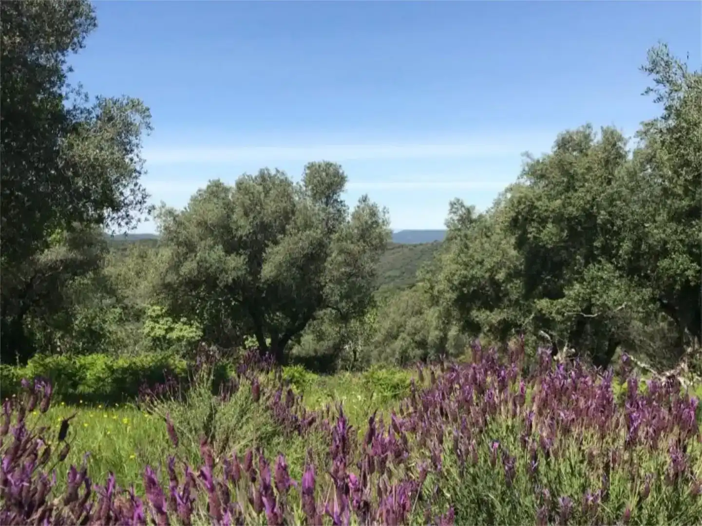 Jardín de Terreno en venta en Calera de León