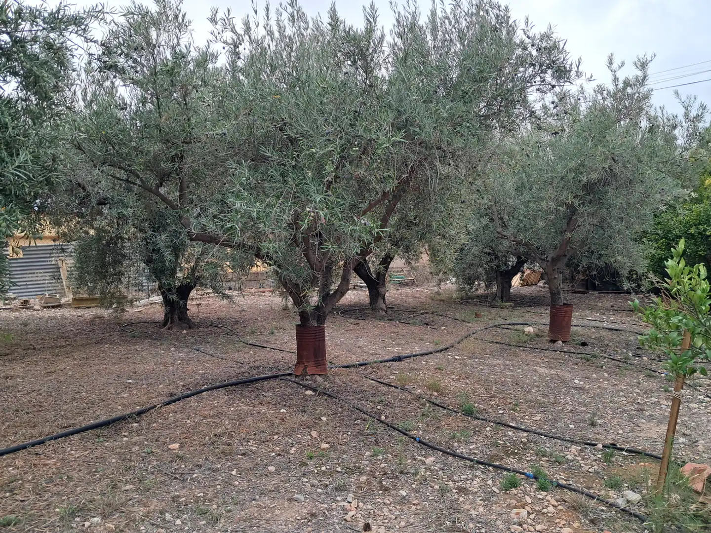 Jardín de Casa o chalet en venta en Aspe con Jardín privado, Terraza y Trastero