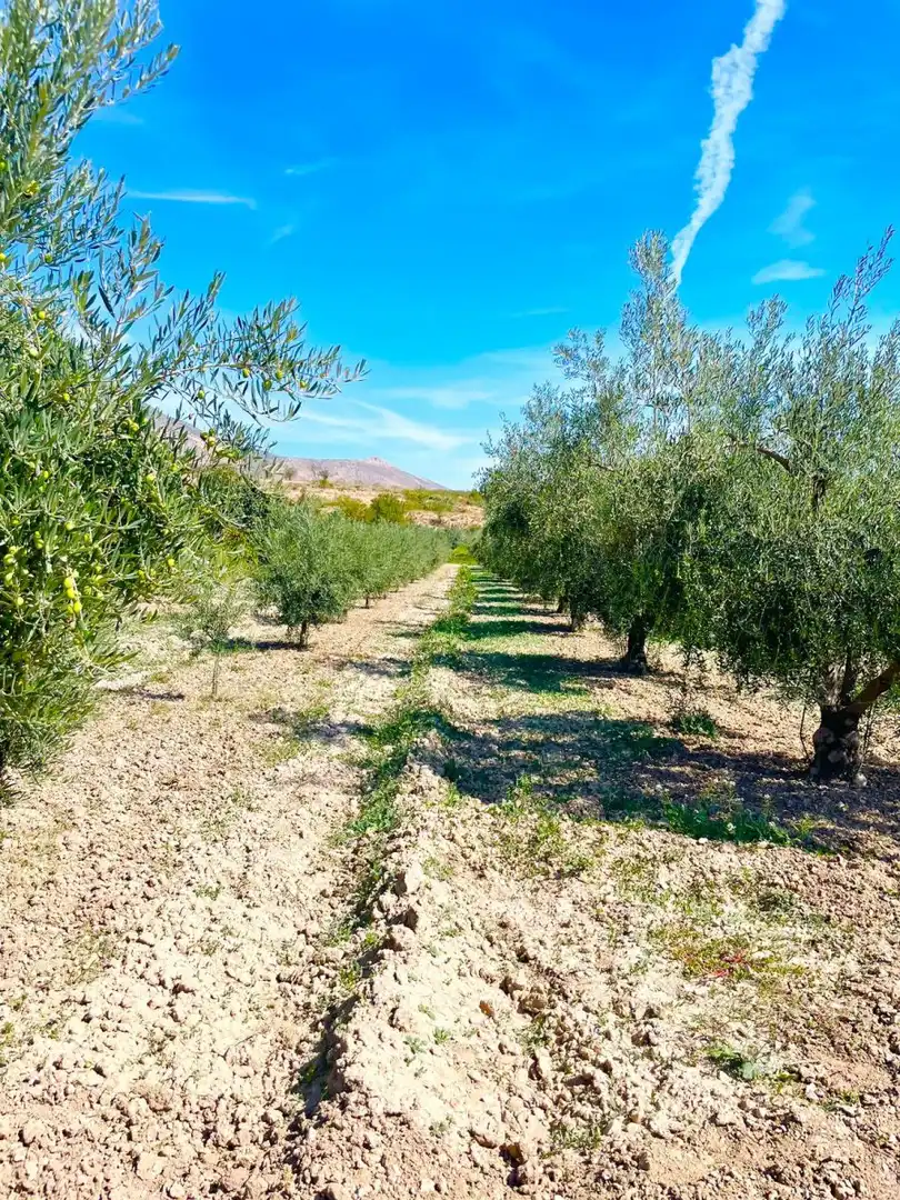 Terrenos y solares en venta en Vélez-Blanco