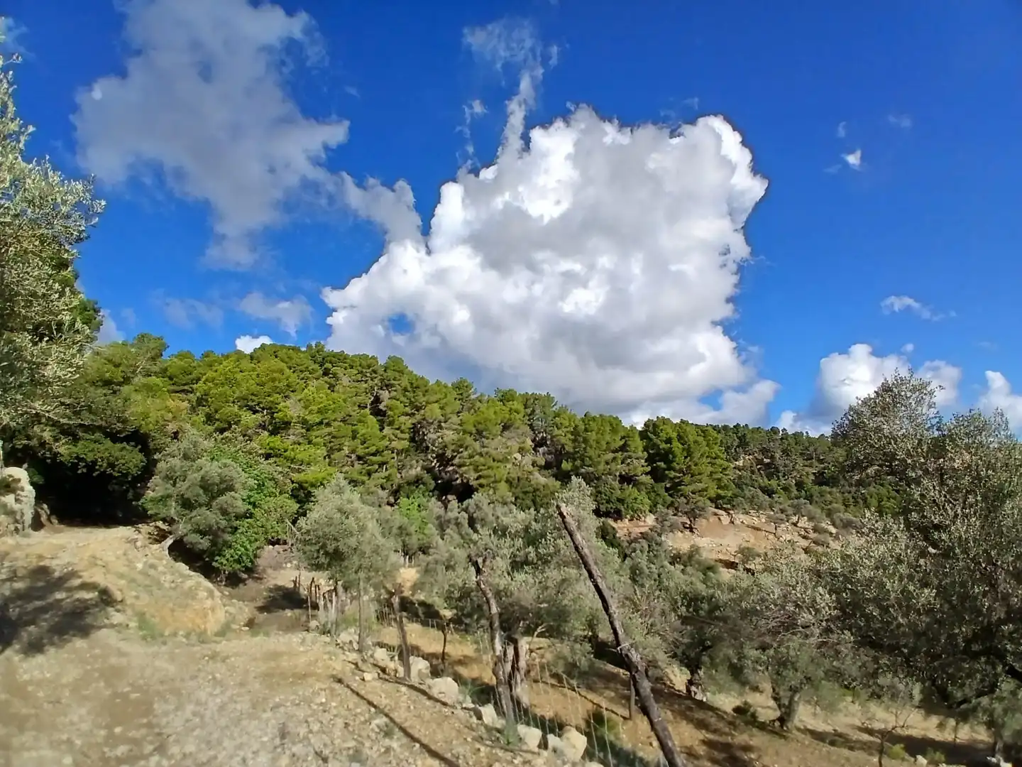 Finca rústica en venta en Mancor de la Vall