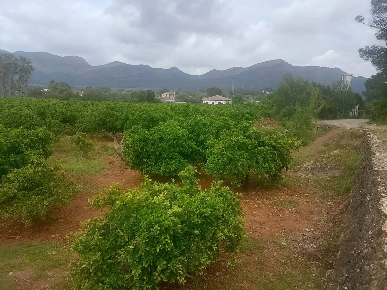 Terrain rustique à vendre à Calle Cami Rural Rotova, imagen 4