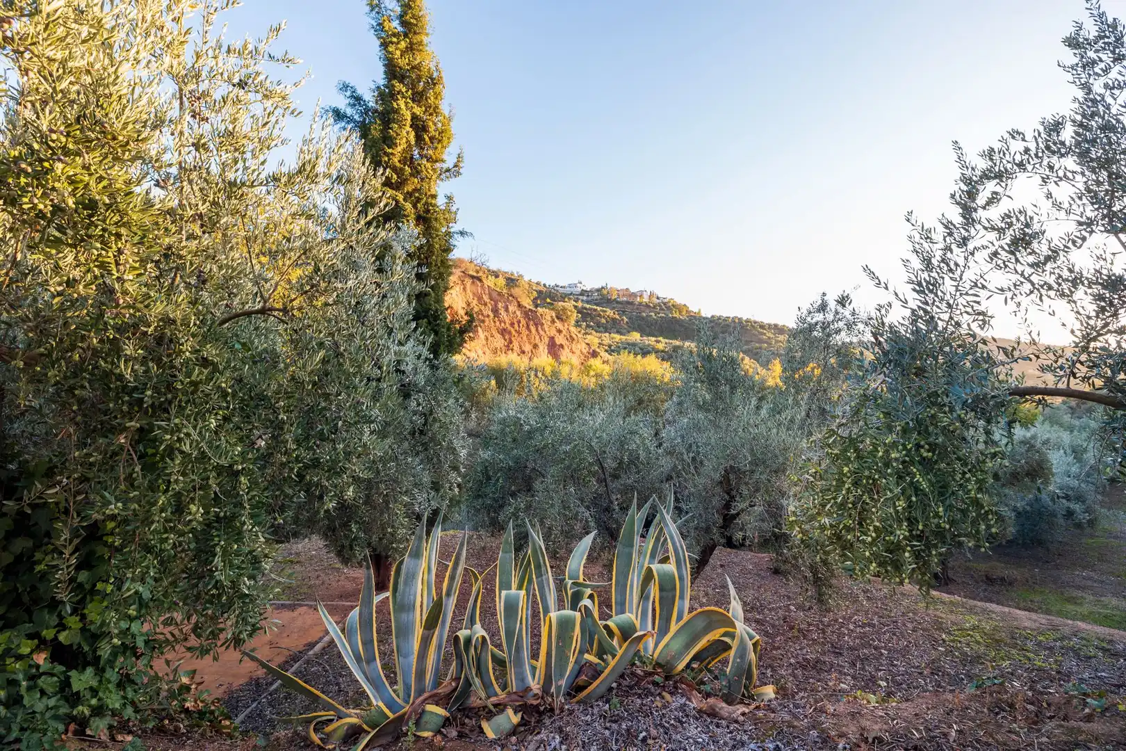 Jardí de Casa o xalet en venda en Cogollos de la Vega