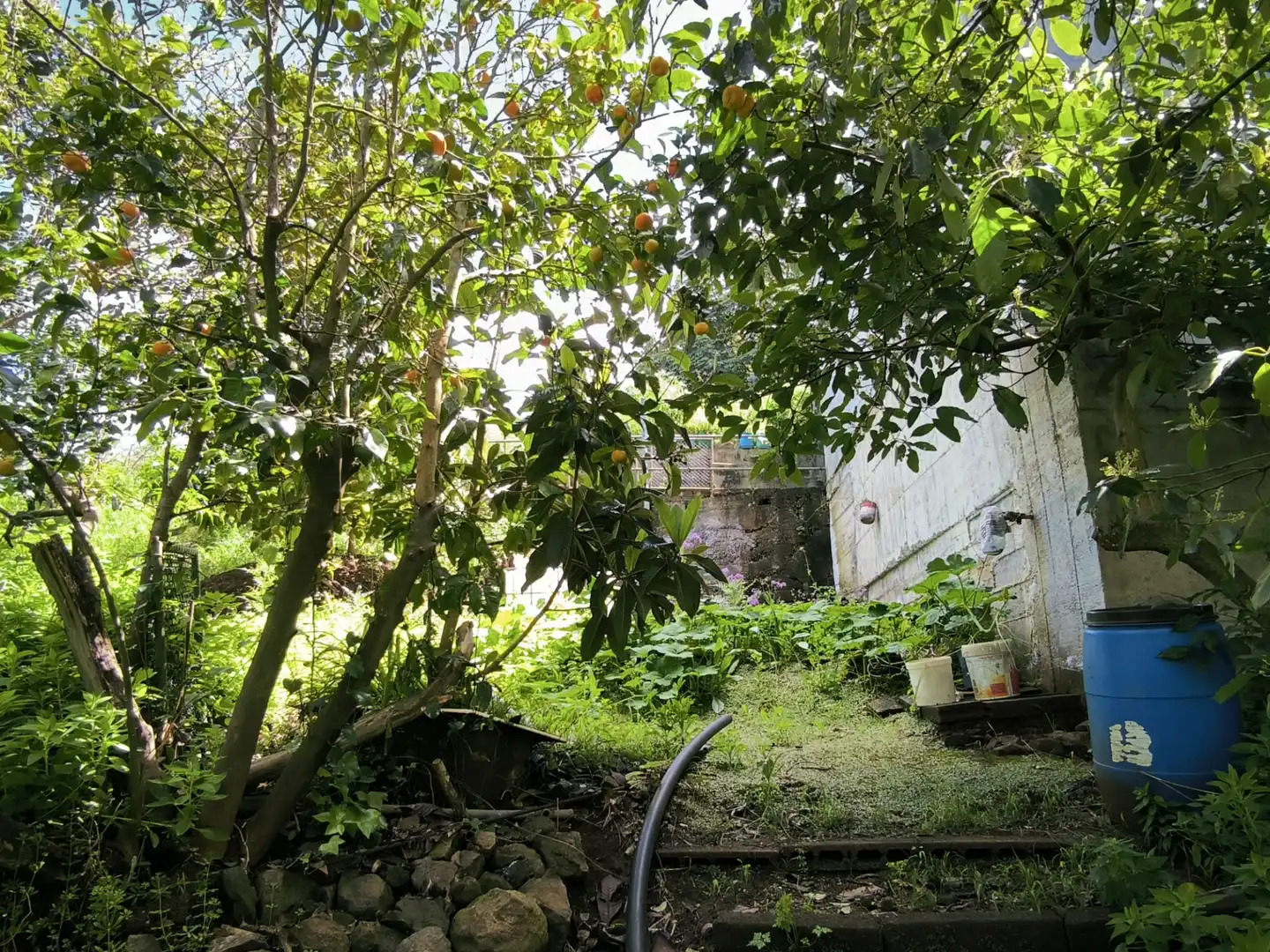 Jardín de Finca rústica en venta en Moya (Las Palmas)