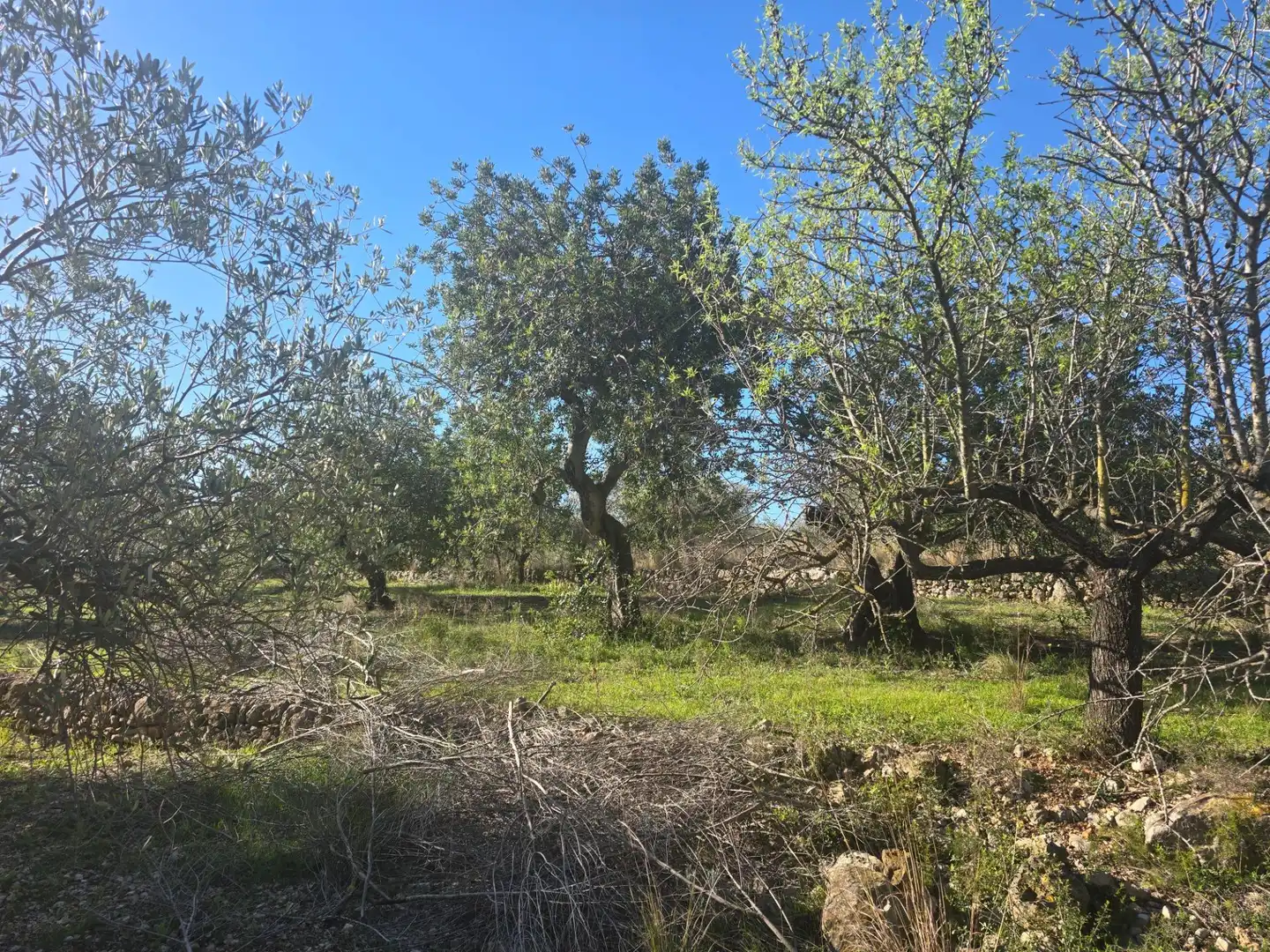 Terreno rustico in vendita a Alcanar