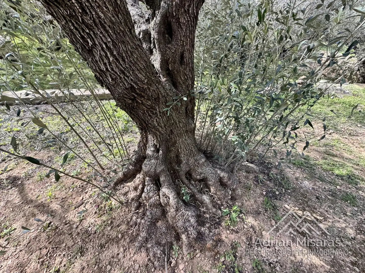 Terreno rústico en venta en L'Aldea, imagen 35