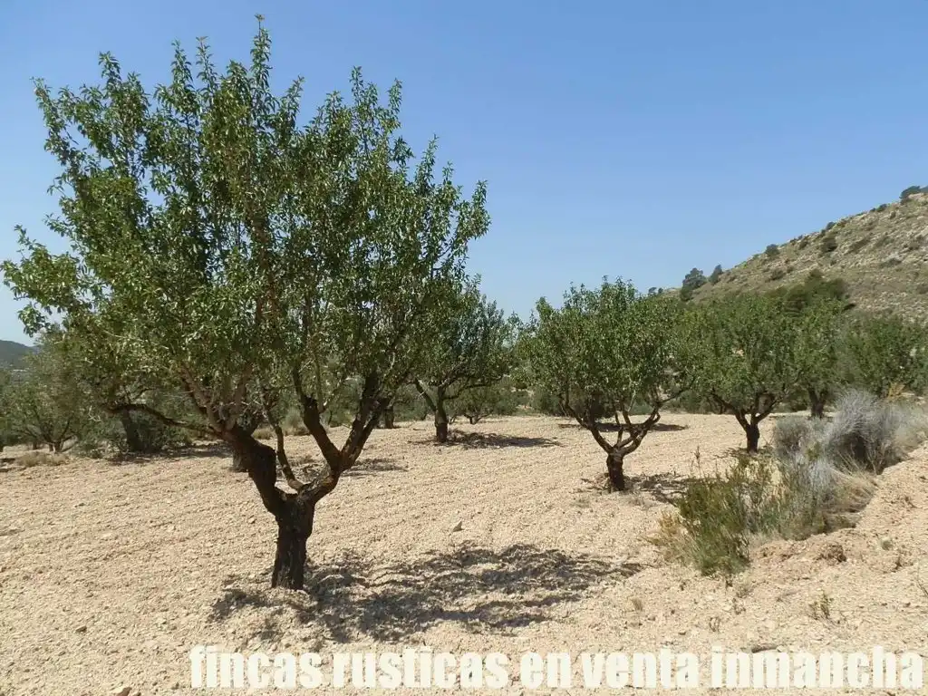 Terreny rústic en venda a Jijona / Xixona, imagen 13