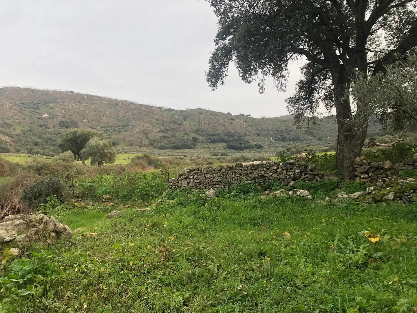Land for sale in Montánchez
