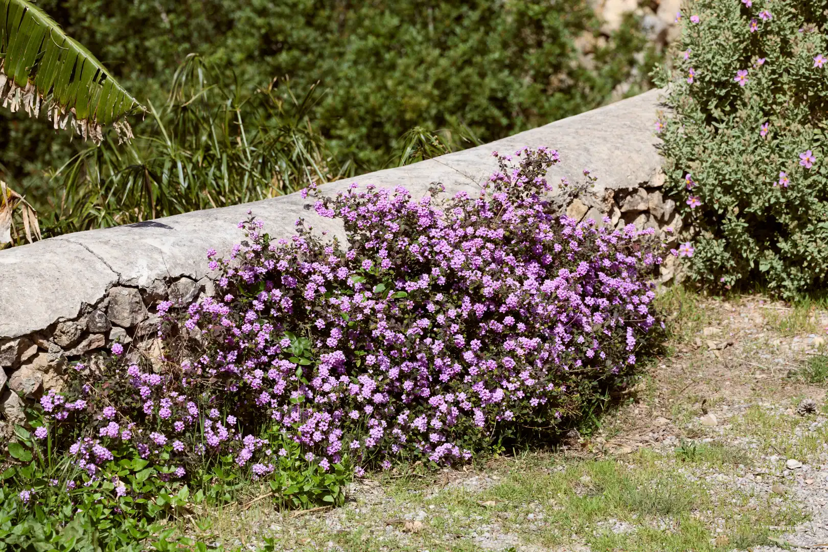 Jardí de Finca rústica en venda en Sant Joan de Labritja amb Aire condicionat, Jardí privat i Parquet