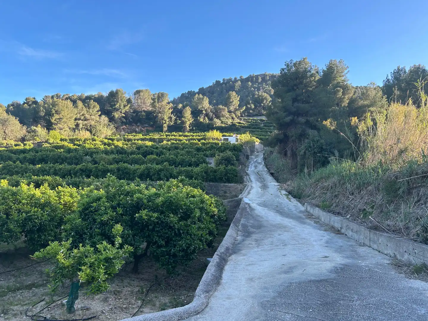 Vista exterior de Finca rústica en venda en Oliva amb Moblat