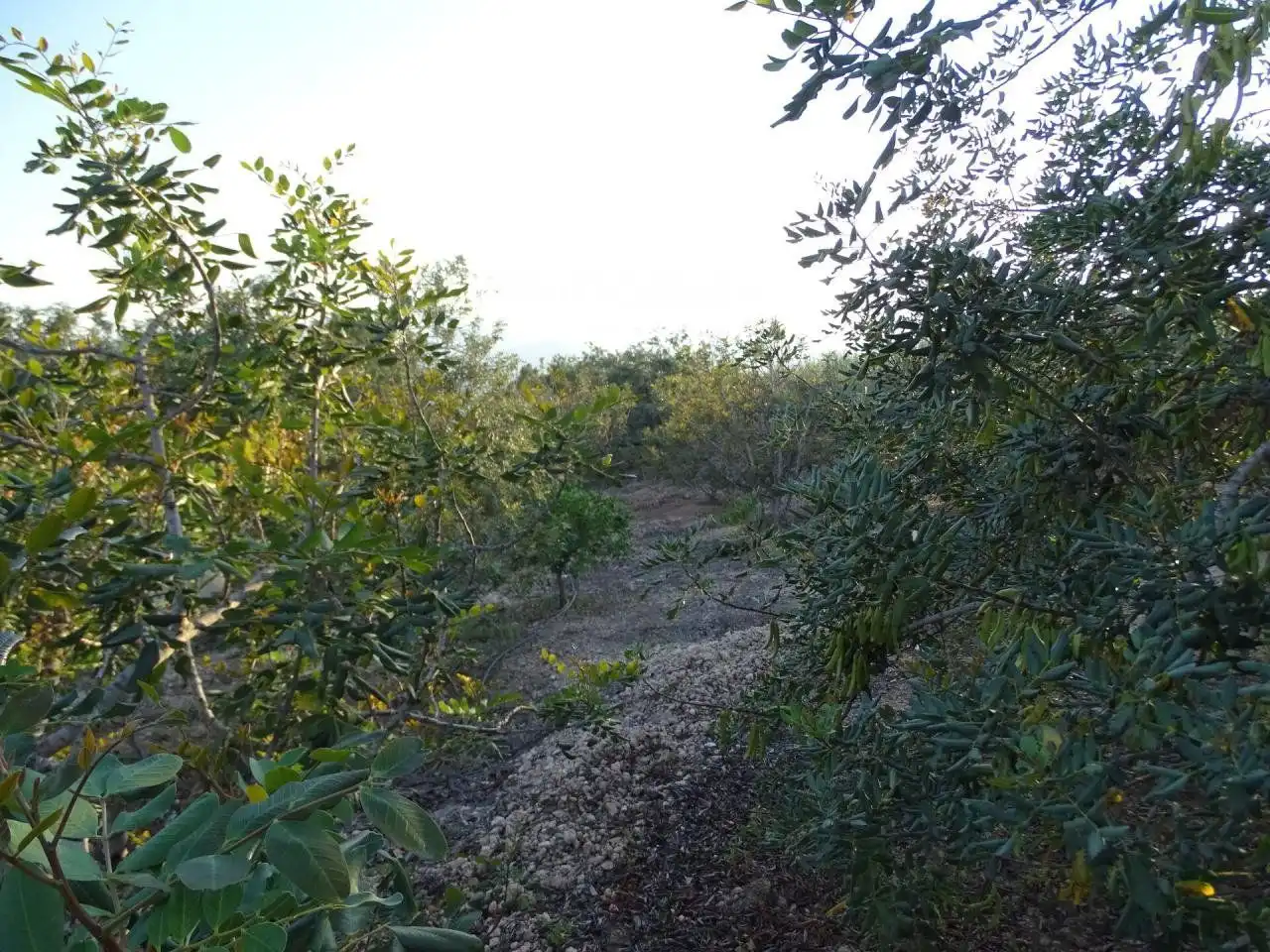 Terrenos y solares en venta en 2, imagen 8