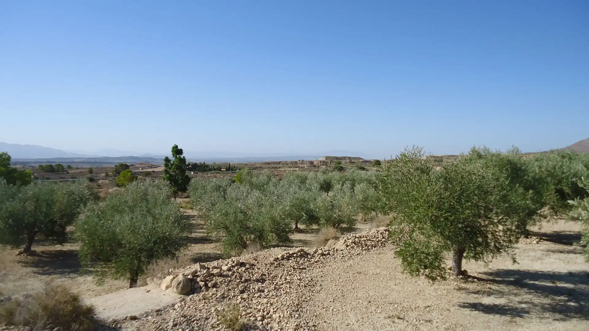 Lands and plots for sale in Abanilla, imagen 7