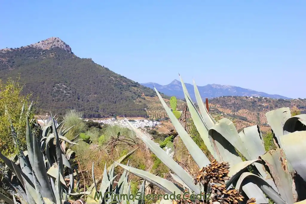 Vista exterior de Finca rústica en venta en Montecorto