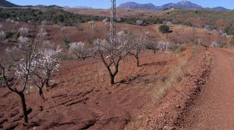 FINCA RÚSTICA EN ORTILLO, immagine 5