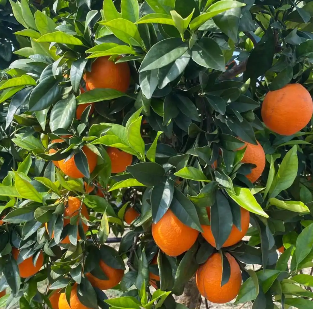 Terreno rustico in vendita a Casalpalma - Fahala, imagen 2