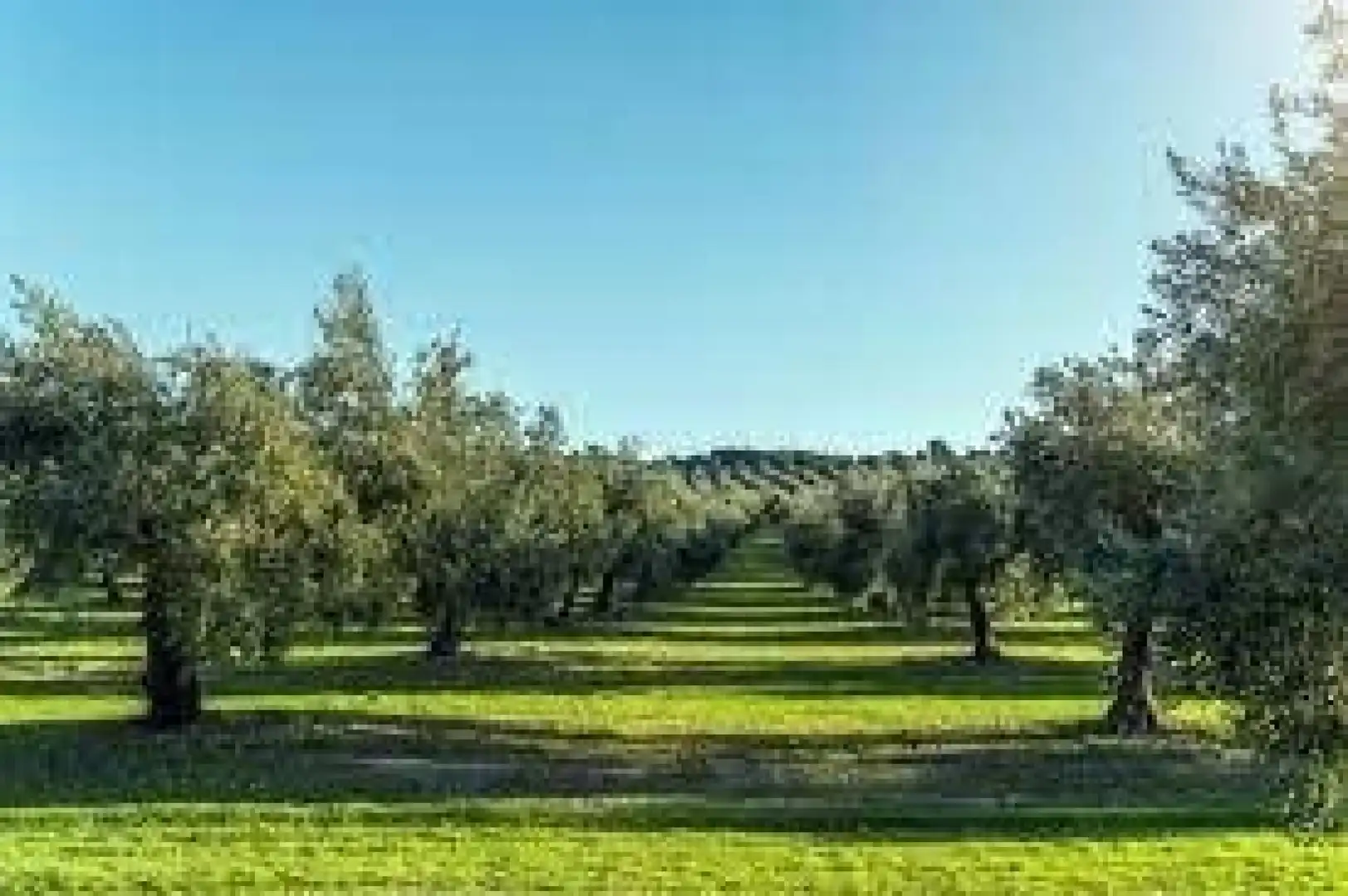Terreno rustico in vendita a Campo de Criptana, imagen 2