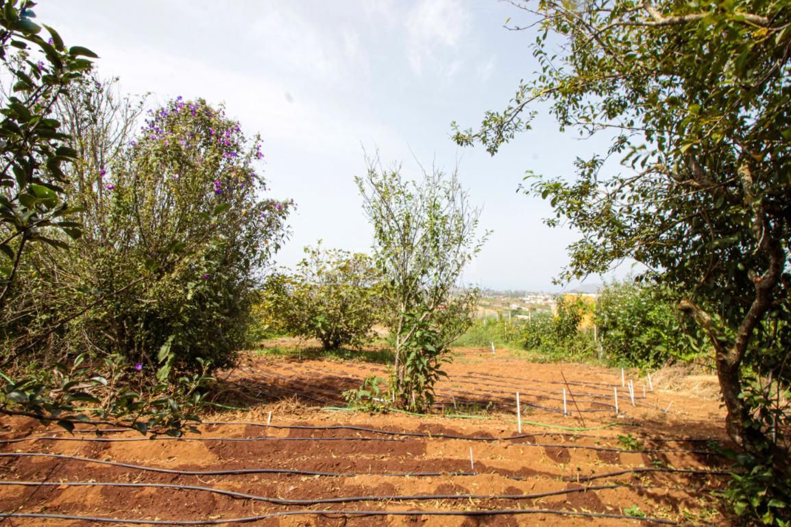 Terreno en venta en Tacoronte