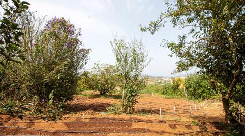 Foto 3 de Terreno en venta en Campo de Golf - Agua García - Juan Fernández, Tacoronte