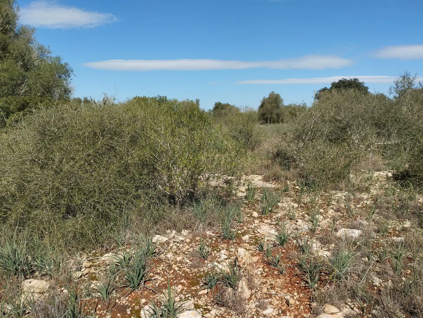 Terreno rustico in vendita a Son Gual-B 11, imagen 10