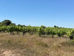 Rustikales Grundstück zum Verkauf in Carrer del Camp 9, imagen 12