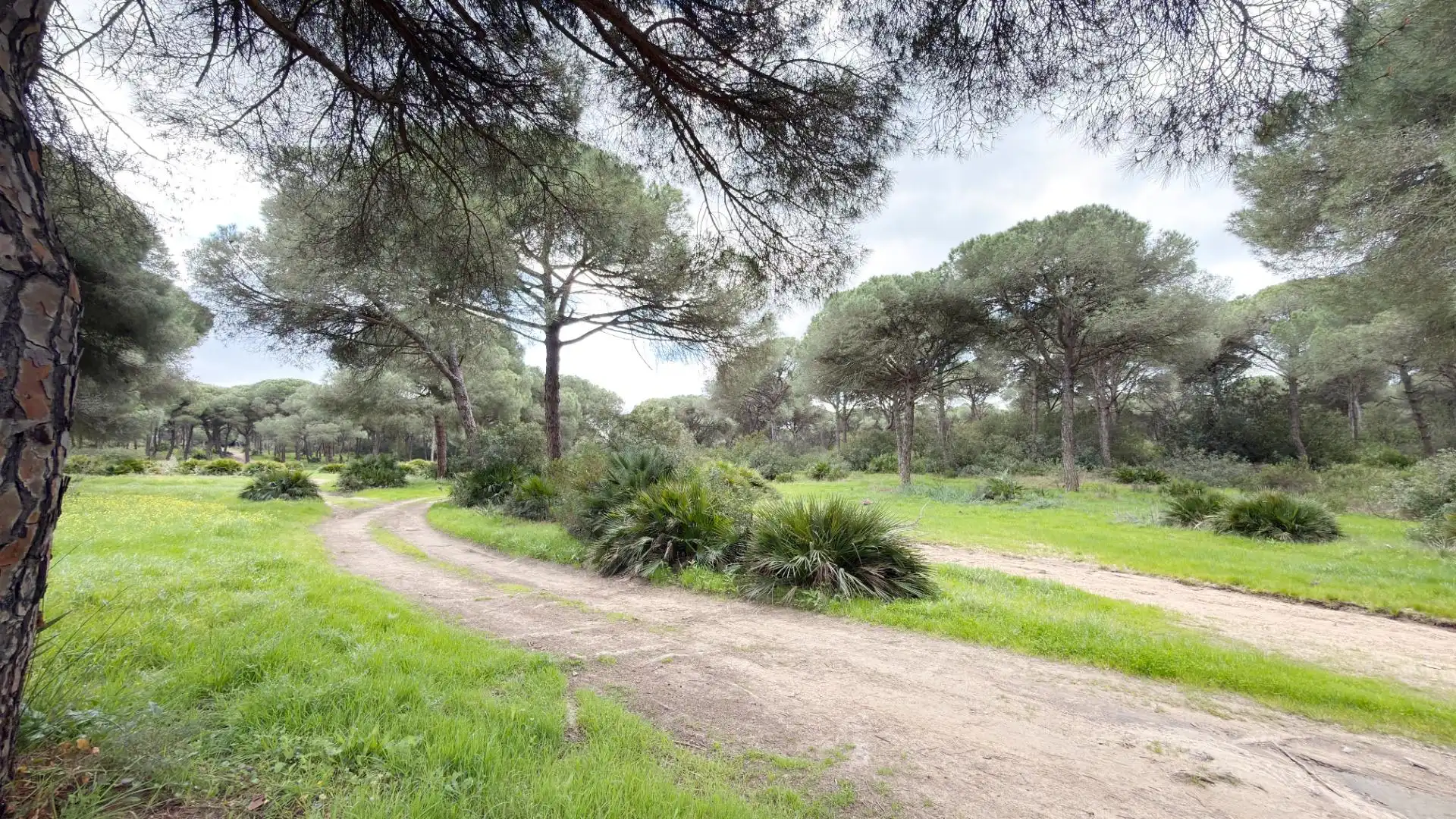 Finca rústica en venta en Punta Umbría