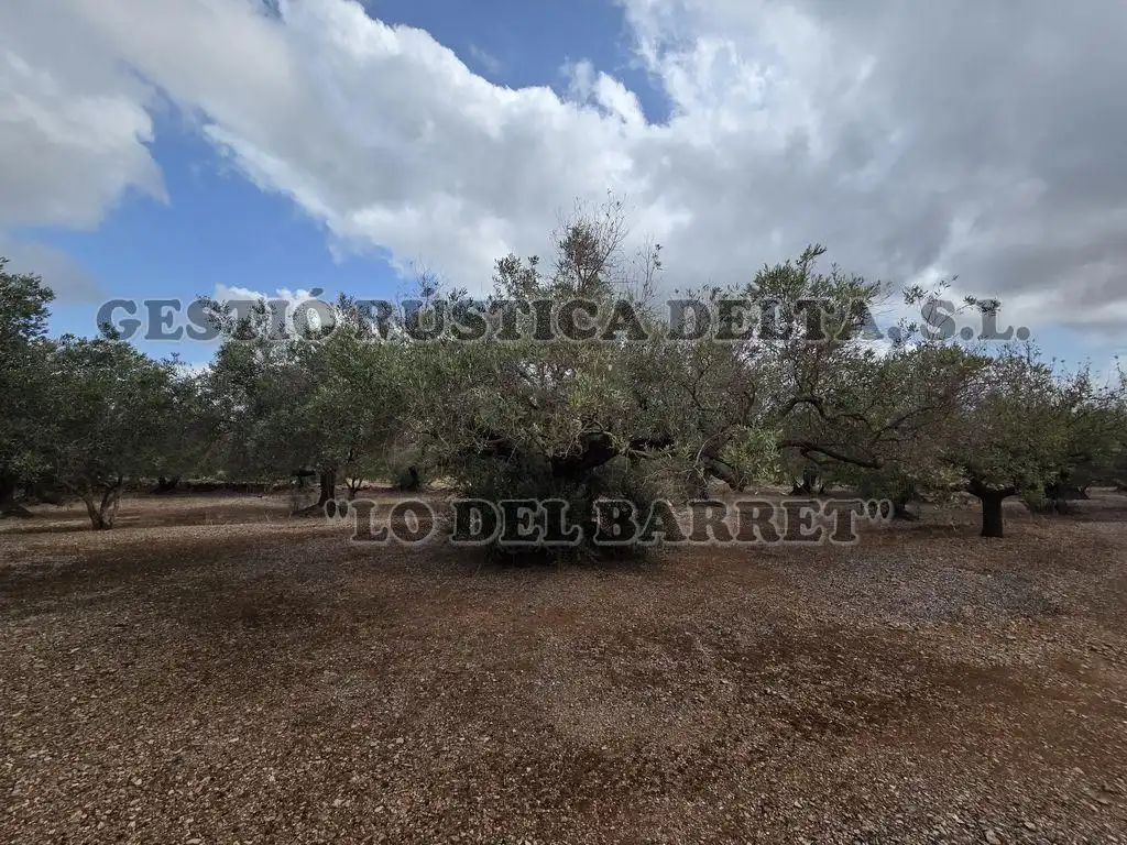 Terreno rústico en venta en Poligono 8, imagen 5