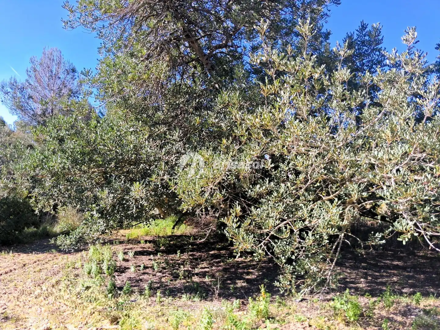 Rural land for sale in La Secuita, imagen 12