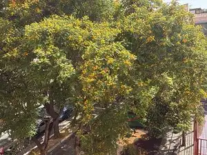 Garden of Flat for sale in Elda  with Furnished