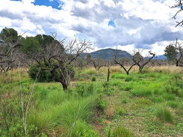 Terreny residencial en venda a Murla