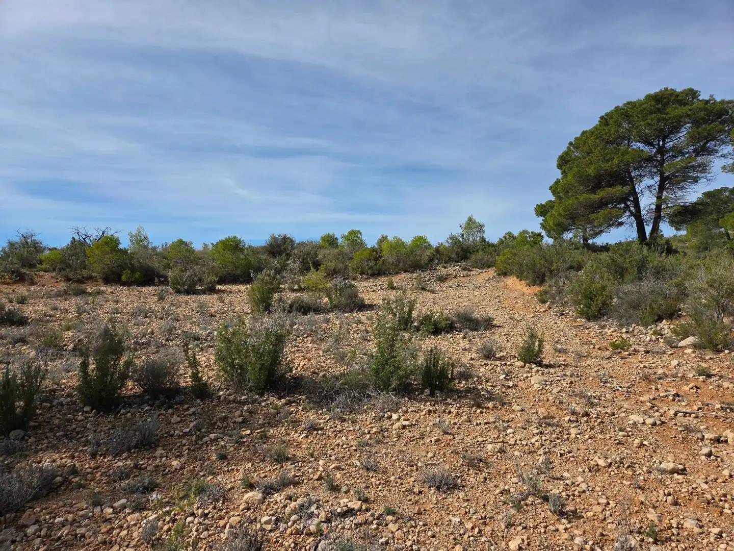 Residential land for sale in Yecla, imagen 8