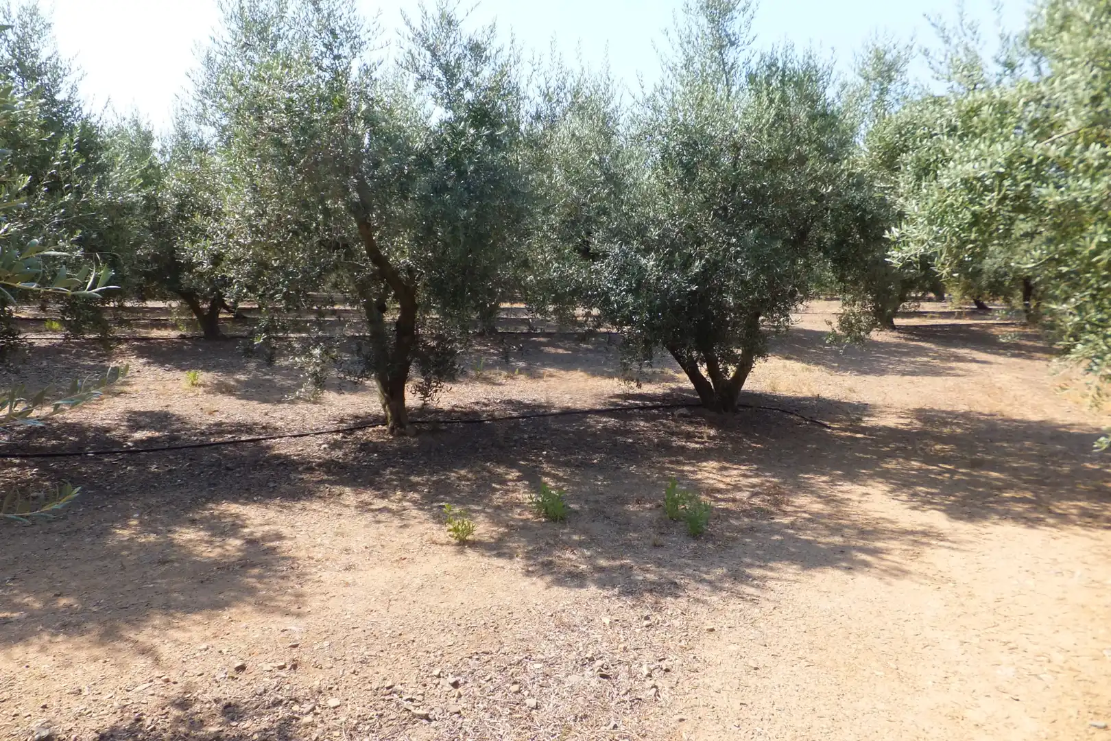 Terreno rústico en venta en Vial Camino, imagen 18