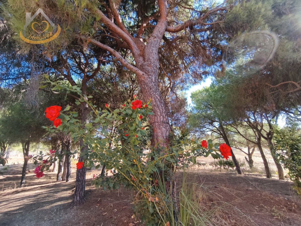 Garden of Land for sale in Isla Cristina