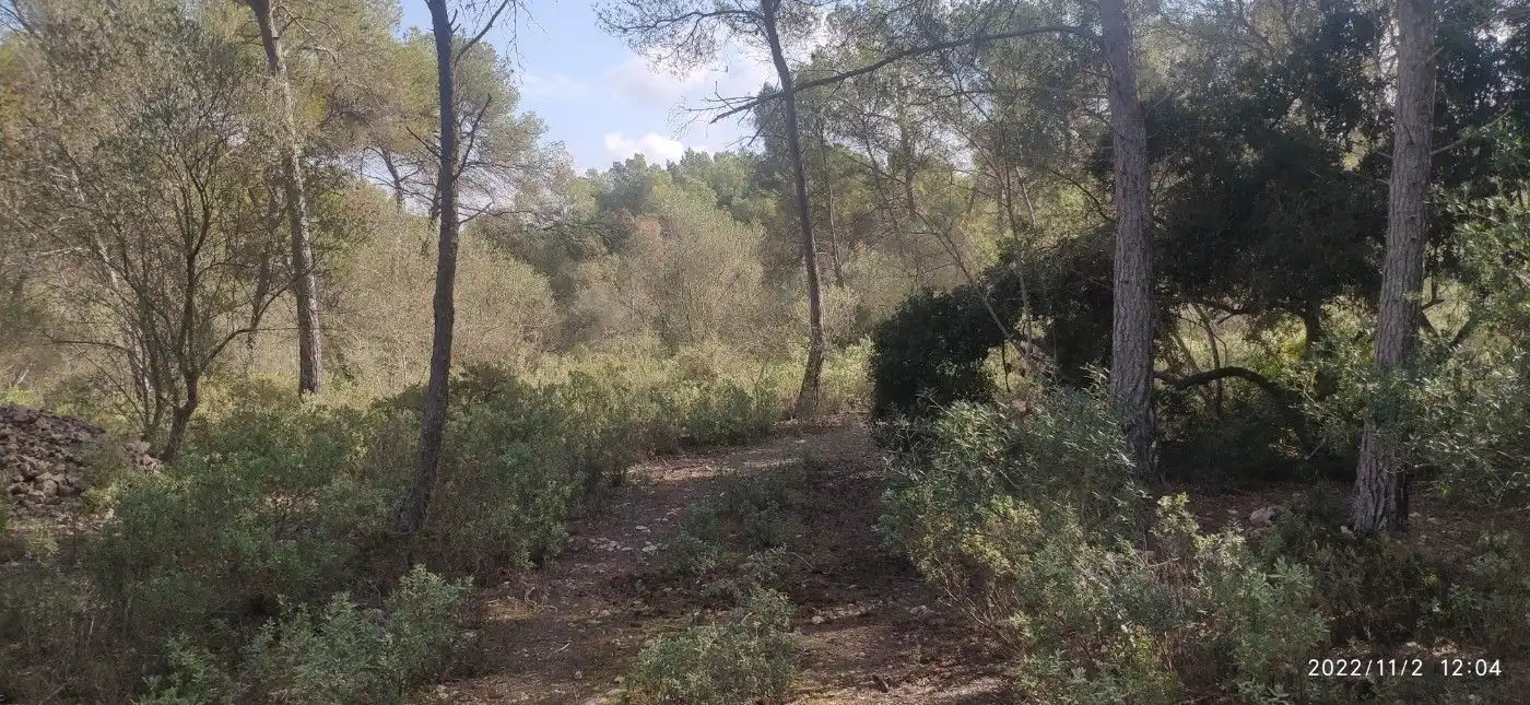 Terrain résidentiel à vendre à Algaida, imagen 4